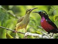 Pancingan suara kolibri betina memanggil jantan