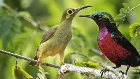 Pancingan suara kolibri betina memanggil jantan