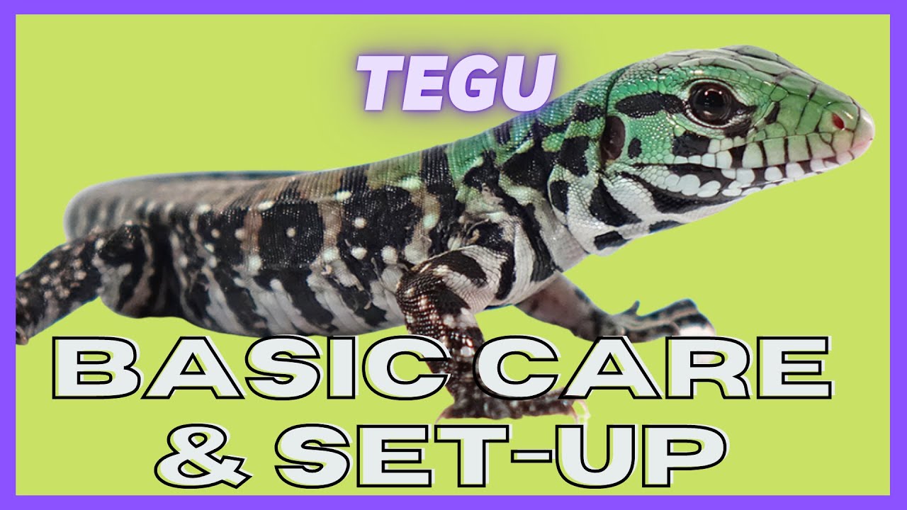 leopard print UGR - Baby Tegu Care Video