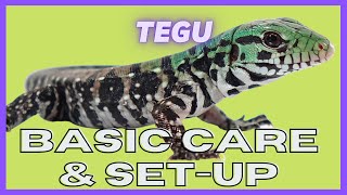 Ugr - Baby Tegu Care Video