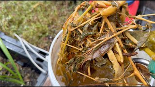 Homemade Liquid Fertilizer