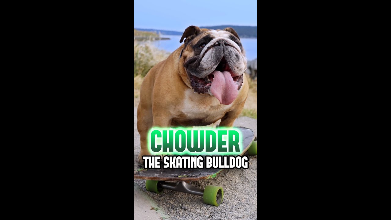 Ep. 1 CHOWDER The Bulldog That Loves To Skate YouTube