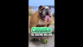 Ep. 1 CHOWDER  The Bulldog That Loves To Skate