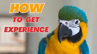 How to Get Experience – Parrot Videos, Books, Bird Rescue