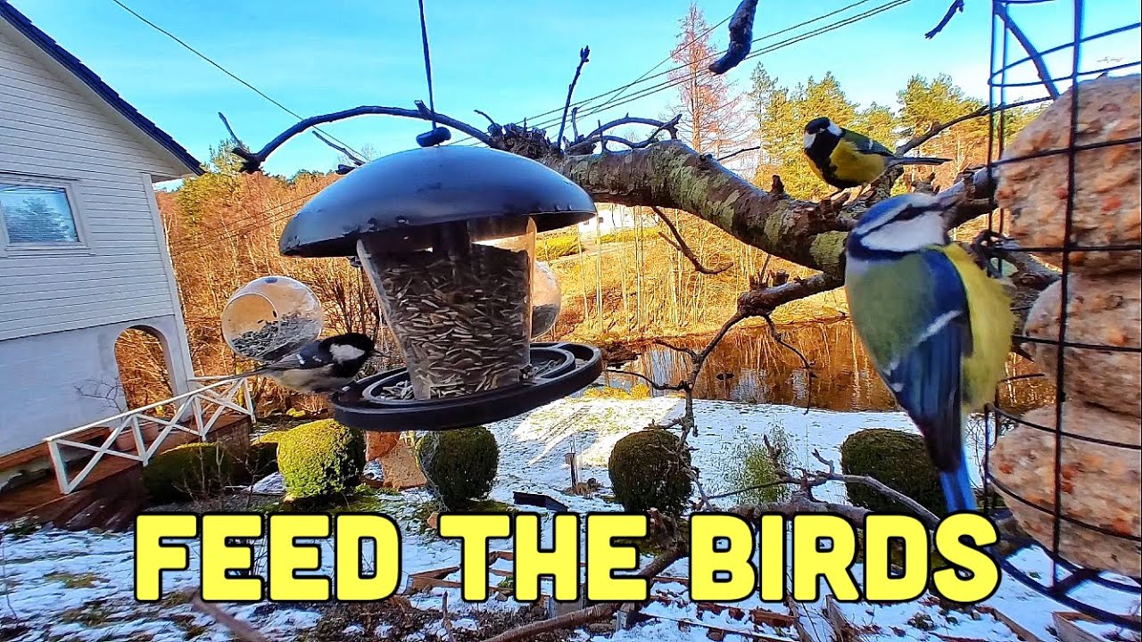 Let’s Feed The Birds 🦜