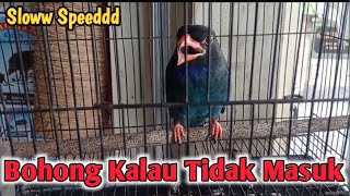 Bohong kalau gag masuk ||Tengkek buto gacor speed santai