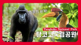 🇮🇩 인도네시아 탕코코 국립공원! 야생동물 관찰투어의 모든 것 Tangkoko National Park