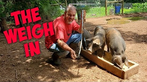 Weighing Pigs With A Tape Measure