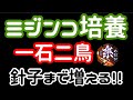 ミジンコ培養を最も簡単にうまくいかせる方法　おまけに針子もたくさん生まれます！【楽めだか】親抜きとは？水換え→親魚移動→ミジンコ投入→ミジンコ爆繁殖　初心者でも簡単に出来る！