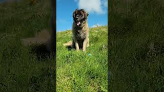 IM JUST A BEAUTIFUL BABY #dog #leonberger #happy