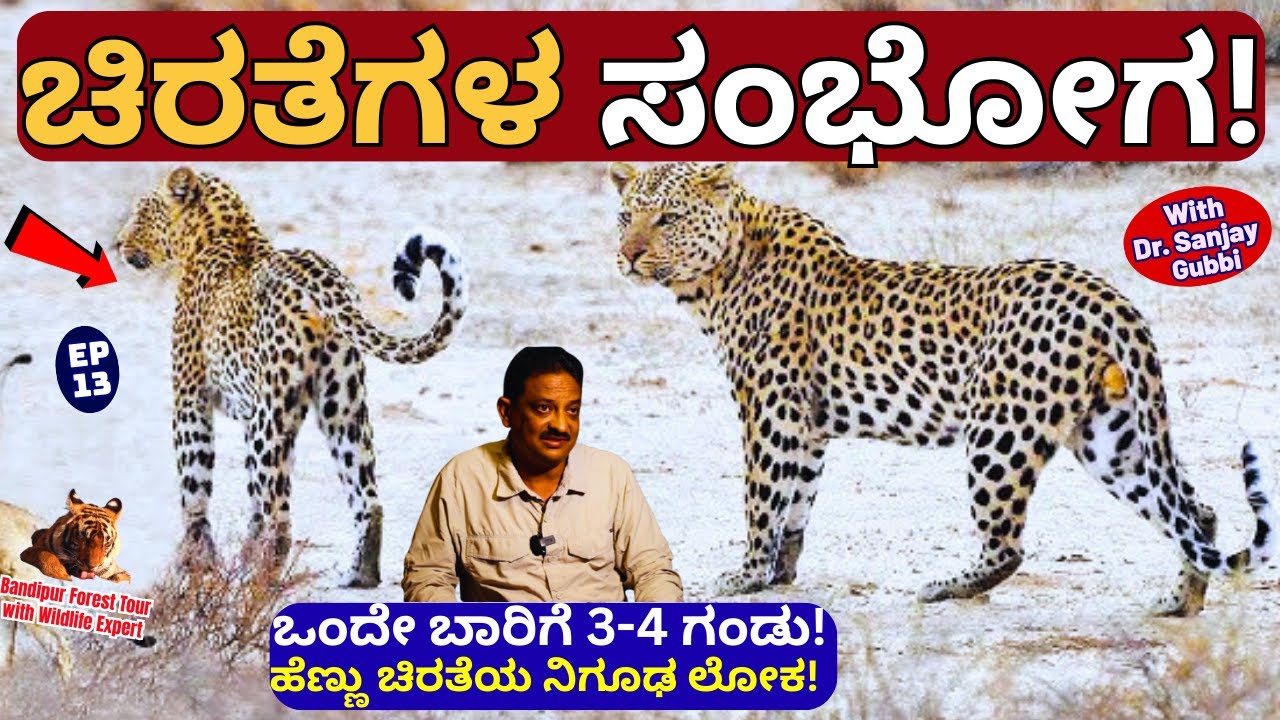 🔥3 ಗಂಡು ಚಿರತೆ ಜೊತೆ ಸಂಭೋಗ ಮಾಡುವ ಹೆಣ್ಣು ಚಿರತೆ!!🔥!-E13-Dr.Sanjay Gubbi-Bandipur-Kalamadhyama-#param