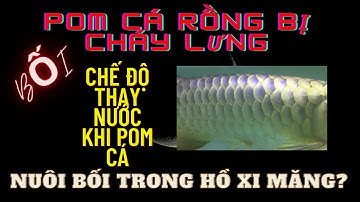 POM CÁ RỒNG: HIỆN TƯỢNG CHÁY VẢY - CHẾ ĐỘ THAY NƯỚC - HỒ XI MĂNG