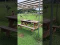 明後日月曜日のバーベキューやりますよ！