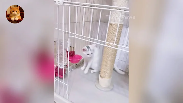 Watch the video about Funny ANIMALS videos 😂 | Funniest Cats and Dogs 2025 🐶😼 | Part 96