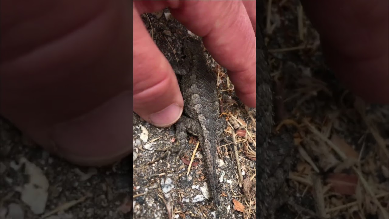 Дикая природа вблизи — Западная ящерица-заборщица (синее брюхо) | Без суеты