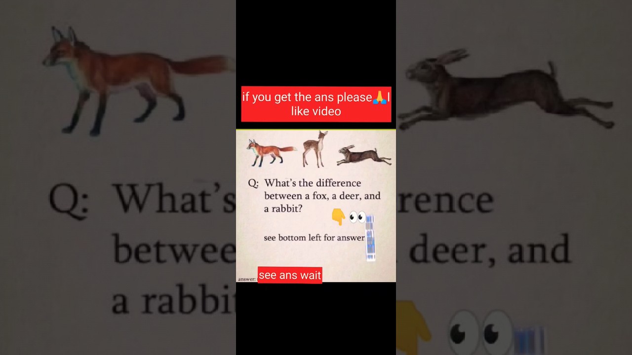 insane riddles mazedaar peheli bujaoo hiran kargosh or lomari fox deer