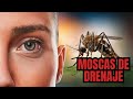 Las moscas de drenaje son más interesantes de lo que crees.