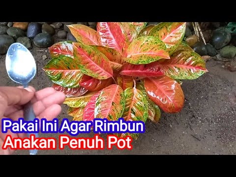 Cara Merawat Aglonema Agar Rimbun Dan Cepat Beranak