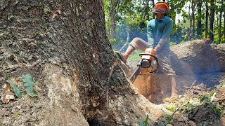 2 Trucks Needed! Pulling Down a Massive 50-Year-Old Giant Tree!