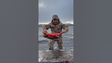 Arctic char from Lake Labynkyr. Salting the fish / Арктический голец из озера Лабынкыр. Засолка рыбы