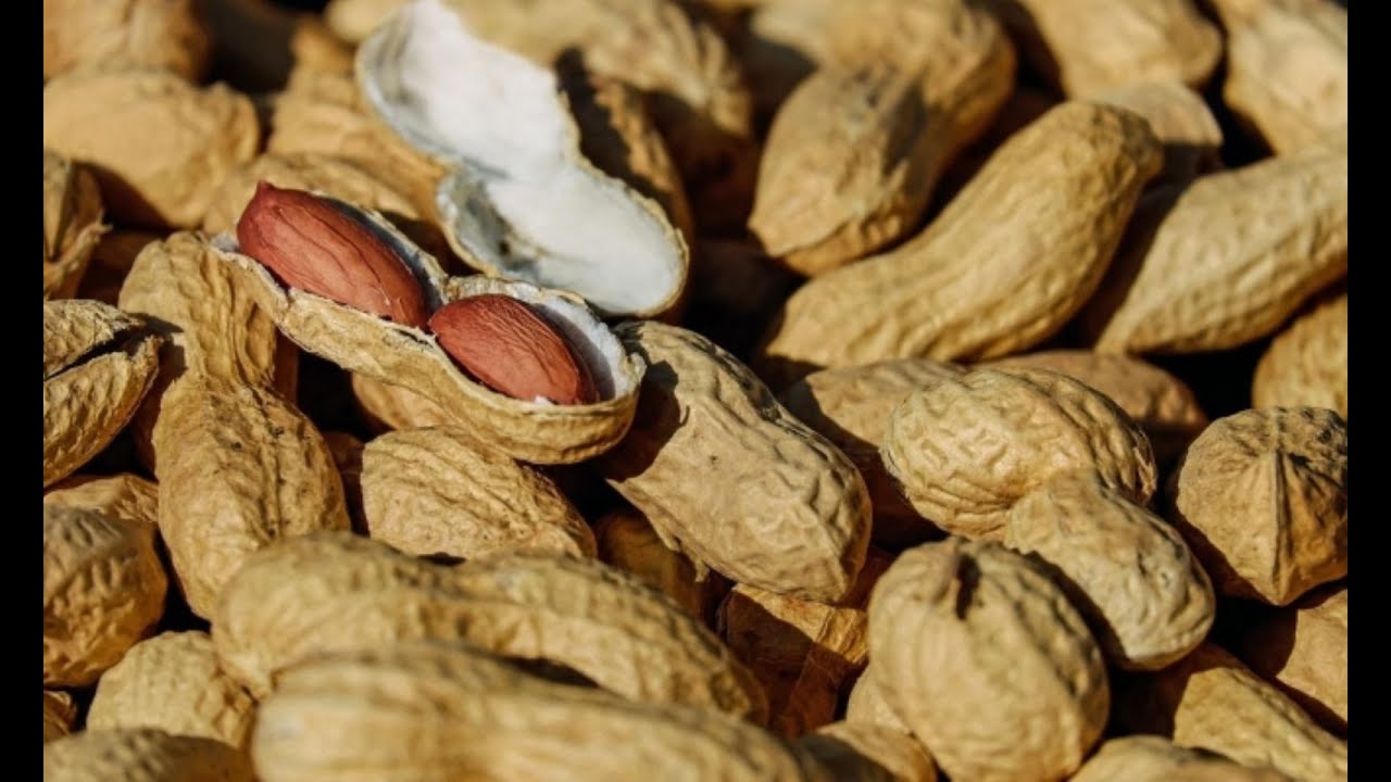 موسم حصاد كبير للفول السوداني في دلتا أبين