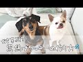 犬のためにクッキー作ったら黒焦げになってつらい
