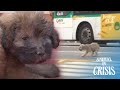 What Pushed A Mother Dog To Take Her Life Upon Crossing A Six-Lane Road? | Animal in Crisis EP182