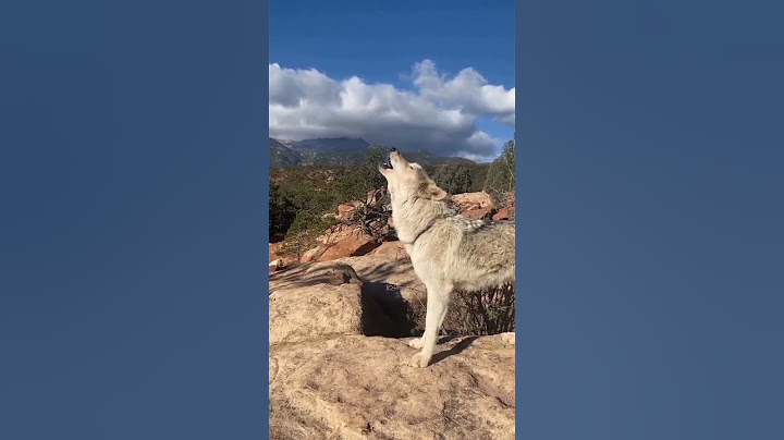 Lobo uivando... #animals #nature #wolf