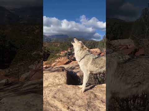 Lobo uivando... #animals