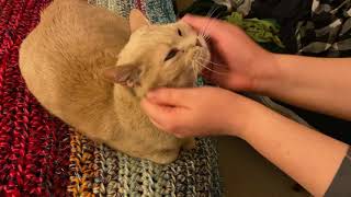 Cat enjoys aggressive face rubs, then sneezes.