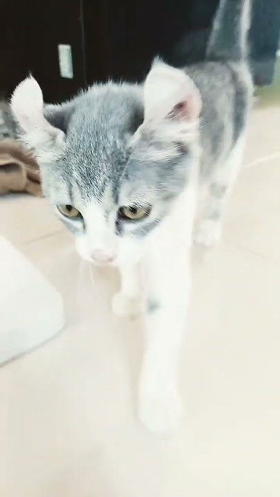 cat sksis osjs soss sosb sjs