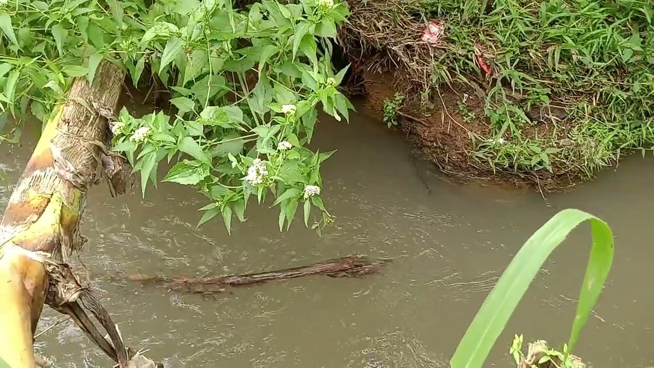 MACING DI SUNGAI DAPET IKAN BEUNTEUR