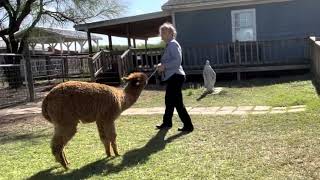 It’s not all fun and games! by Gulf Breeze Alpaca Ranch & Lodging 121 views 1 year ago 31 seconds