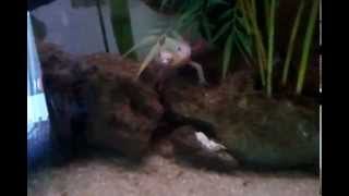 Axolotl Mange Poisson
