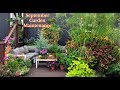 My 3 Secrets to Maintaining a Beautiful September Garden: Watering | Fertilizing | Spraying Bad Bugs