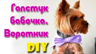 Одежда Для Собак Своими Руками | Галстук Бабочка С Воротником Одежда Для Собак Своими Руками | Галстук Бабочка С Воротником
