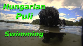 Hungarian Puli • Bob Swimming by The Puli 662 views 4 years ago 51 seconds