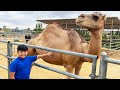 Alex Visits The Zoo | Learn Zoo Animals with Toys and Colors | Educational Videos for Kids