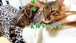 豹柄のスカート着たらノアが甘えて離れません！