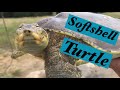 Huge softshell turtle and ditch catfish!