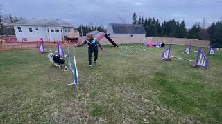 Beginner Agility 2 60x40 Willie