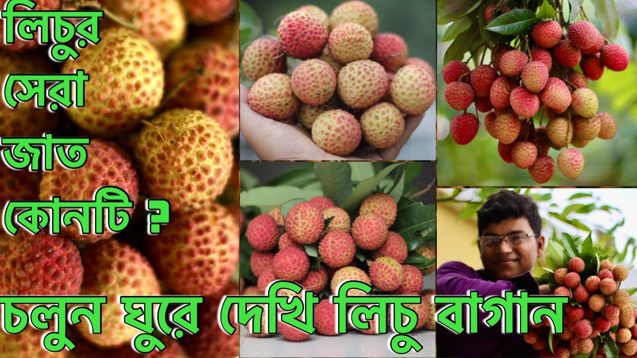 video চায়না ৩ লিচু ফুল সহ