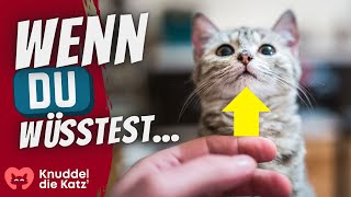 Wer sich nicht gut mit Katzen auskennt, tut DAS häufig!