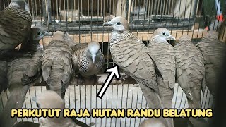 PERKUTUT RAJA HUTAN RANDU BELATUNG