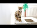 Bengal Cats Like to Chirp and Scream Loud