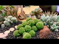 Cottage House Succulent Arrangement