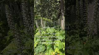 Acanthus mollis è una pianta officinale e ornamentale bellissima ⚕️💚🌿🌸