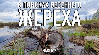 Ловля жереха весной || ЧАСТЬ 2