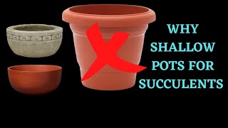 Why Shallow Pots For Succulents