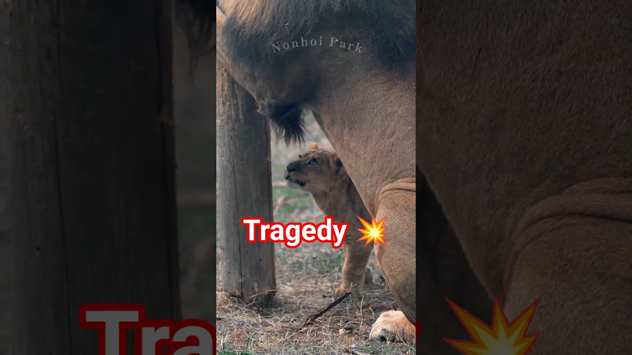 アルの悲劇ふたたび😭🦁父アースの爪研ぎを見ていたら…|のんほいパーク #shorts